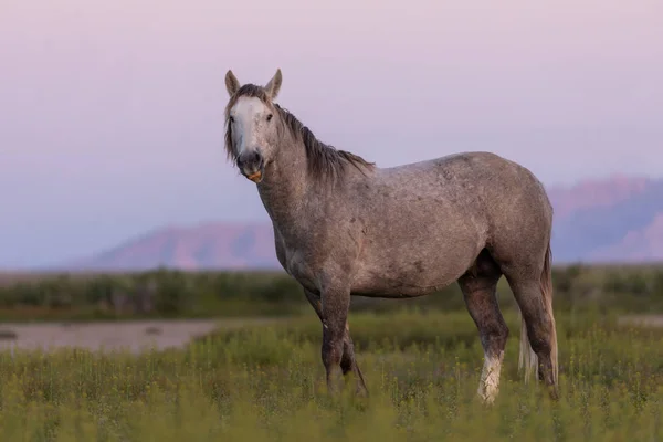 a wild horse stallion a sunrise int eh Utah desert