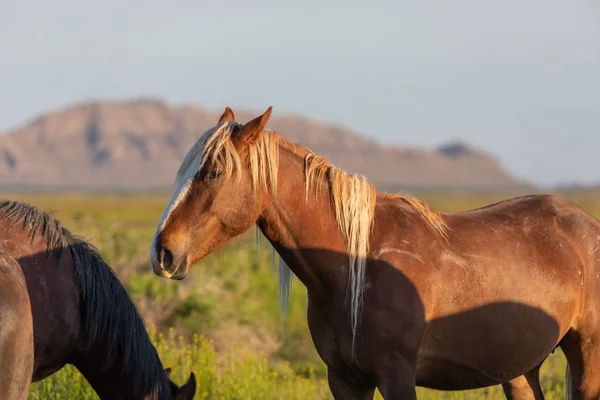 Dziki Koń Pustyni Utah Wiosną — Zdjęcie stockowe