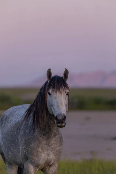 Garanhão Cavalo Selvagem Amanhecer Primavera Deserto Utah — Fotografia de Stock