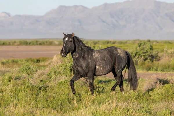 stock image a beautiful wild horse in spring in the Utah desert