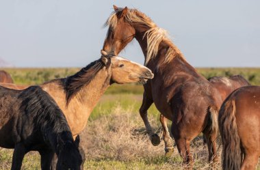Utah çölünde baharda savaşan vahşi atlar.