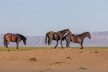Baharda Utah çölünde vahşi atlar