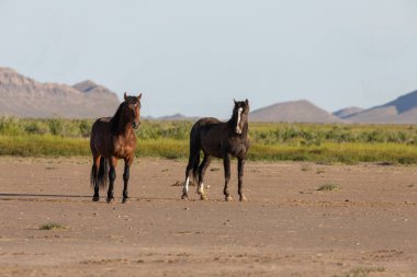 Baharda Utah çölünde vahşi atlar