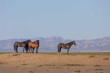 Baharda Utah çölünde vahşi atlar