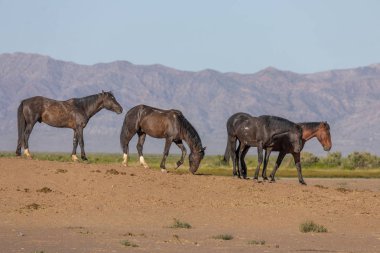 Baharda Utah çölünde vahşi atlar