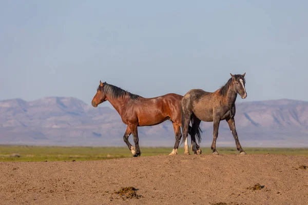 Caballos Salvajes Desierto Utah Primavera — Foto de Stock