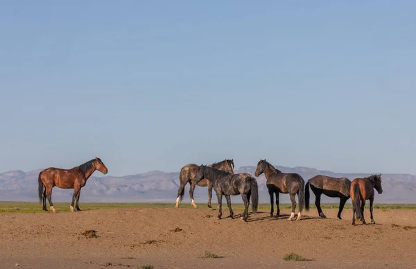 Wild Horses Utah Desert Spring — Stock Photo, Image