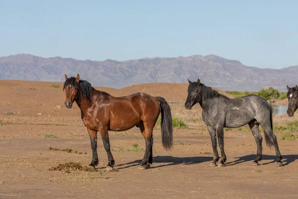 Cavalli Selvatici Nel Deserto Dello Utah Primavera — Foto Stock