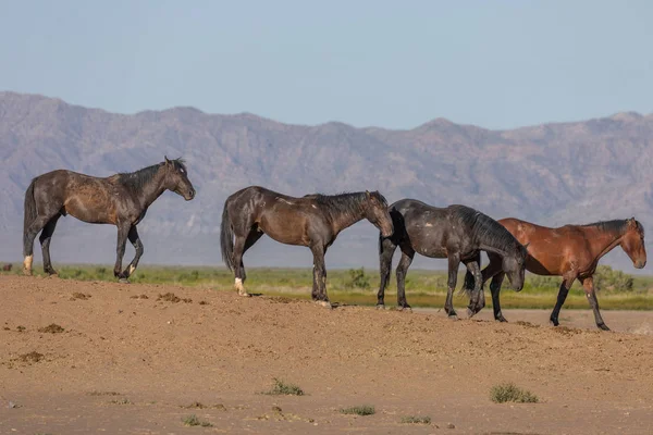 Весною Дикі Коні Пустелі Юта — стокове фото