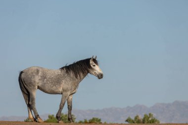 baharda Utah çölünde muhteşem bir vahşi at