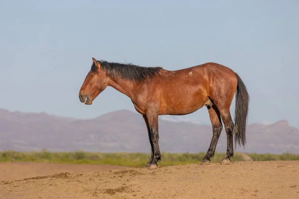 Великолепная Дикая Лошадь Пустыне Юта Весной — стоковое фото
