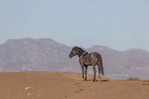 사막에서 웅장한 — 스톡 사진
