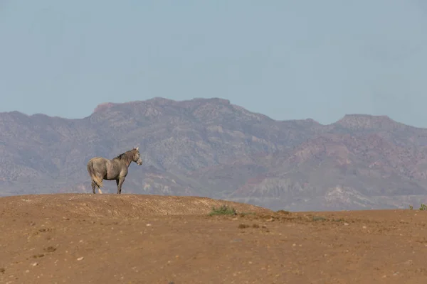 Ein Prächtiges Wildpferd Der Wüste Utah Frühling — Stockfoto