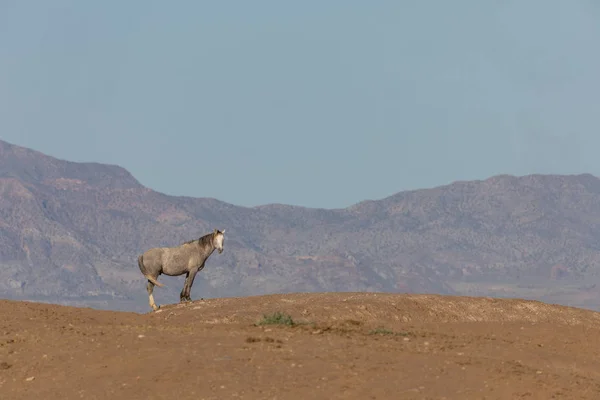 Ein Prächtiges Wildpferd Der Wüste Utah Frühling — Stockfoto