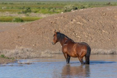 Utah çölünde bir su birikintisinde vahşi bir at.
