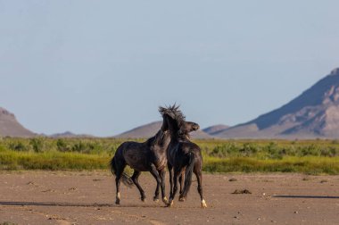 wild horse stallions fighting in the Utah desert in spring