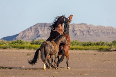 wild horse stallions fighting in the Utah desert in spring