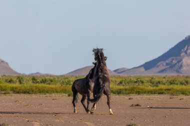 wild horse stallions fighting in the Utah desert in spring
