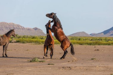 wild horse stallions fighting in the Utah desert in spring