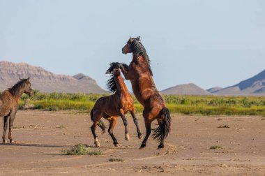 wild horse stallions fighting in the Utah desert in spring