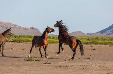 wild horse stallions fighting in the Utah desert in spring