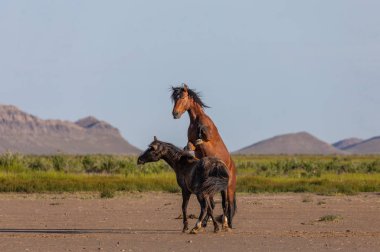 wild horse stallions fighting in the Utah desert in spring