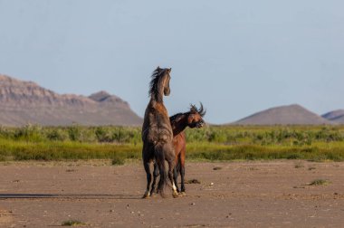 wild horse stallions fighting in the Utah desert in spring