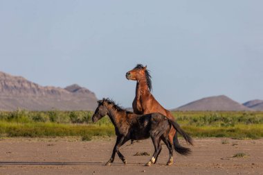 wild horse stallions fighting in the Utah desert in spring