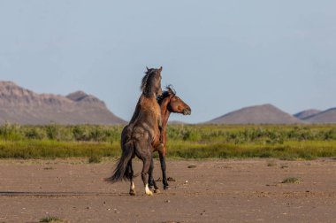 wild horse stallions fighting in the Utah desert in spring