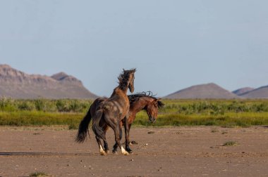 wild horse stallions fighting in the Utah desert in spring