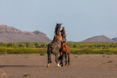 wild horse stallions fighting in the Utah desert in spring