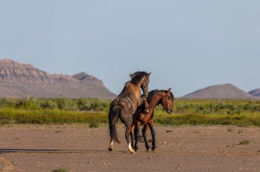 wild horse stallions fighting in the Utah desert in spring