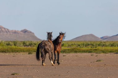 wild horse stallions fighting in the Utah desert in spring