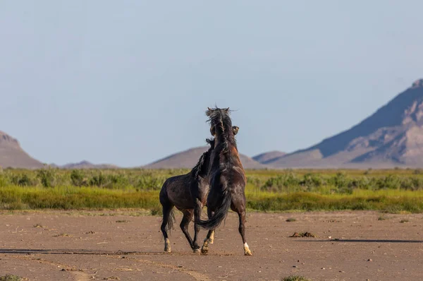 Wild Horse Stallions Fighting Utah Desert Spring — ストック写真