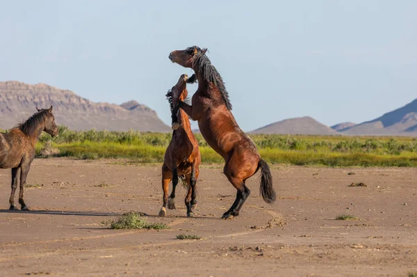 Wild Horse Stallions Fighting Utah Desert Spring — ストック写真