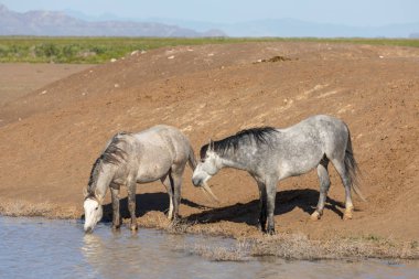 Utah çölündeki bir su birikintisinde vahşi atlar.