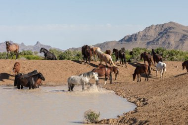 Utah çölündeki bir su birikintisinde vahşi atlar.