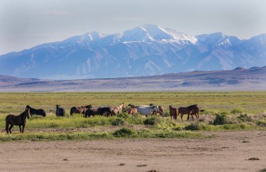 Baharda Utah çölünde vahşi bir at sürüsü.