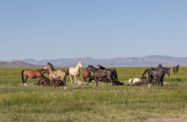 Baharda Utah çölünde vahşi bir at sürüsü.