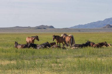 Baharda Utah çölünde vahşi bir at sürüsü.
