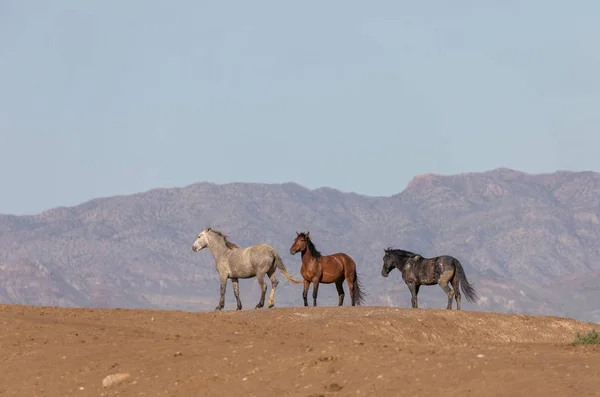 Una Mandria Cavalli Selvatici Primavera Nel Deserto Dello Utah — Foto Stock