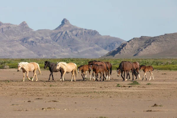 a herd of wild horses in spring in the Utah desert