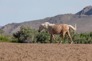 bahar Utah çöl güzel bir vahşi at