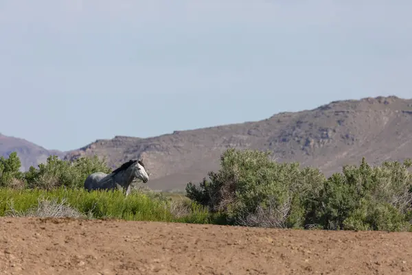 Hermoso Caballo Salvaje Desierto Utah Primavera — Foto de Stock