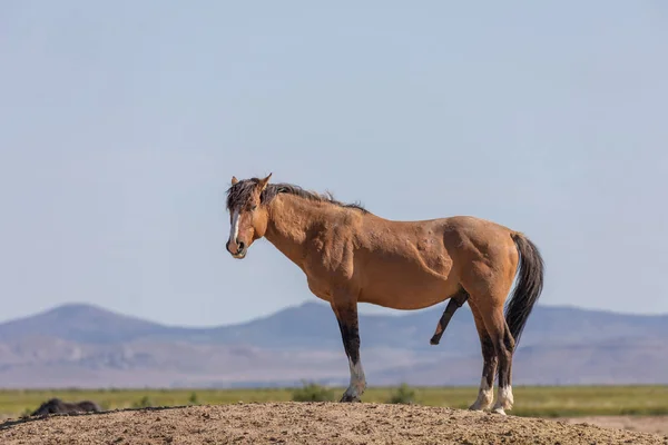 Vacker Vild Häst Utah Öknen Våren — Stockfoto