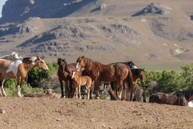 Baharda Utah çölde vahşi atlar