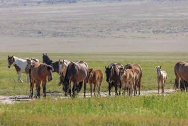 Baharda Utah çölde vahşi atlar