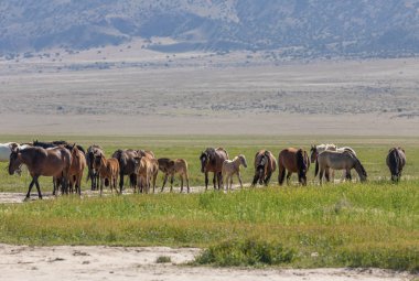 Baharda Utah çölde vahşi atlar