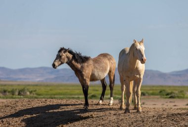 Baharda Utah çölde vahşi atlar