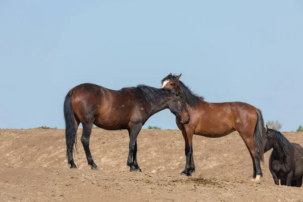 Wild Horses Theutah Desert Spring — Stock Photo, Image